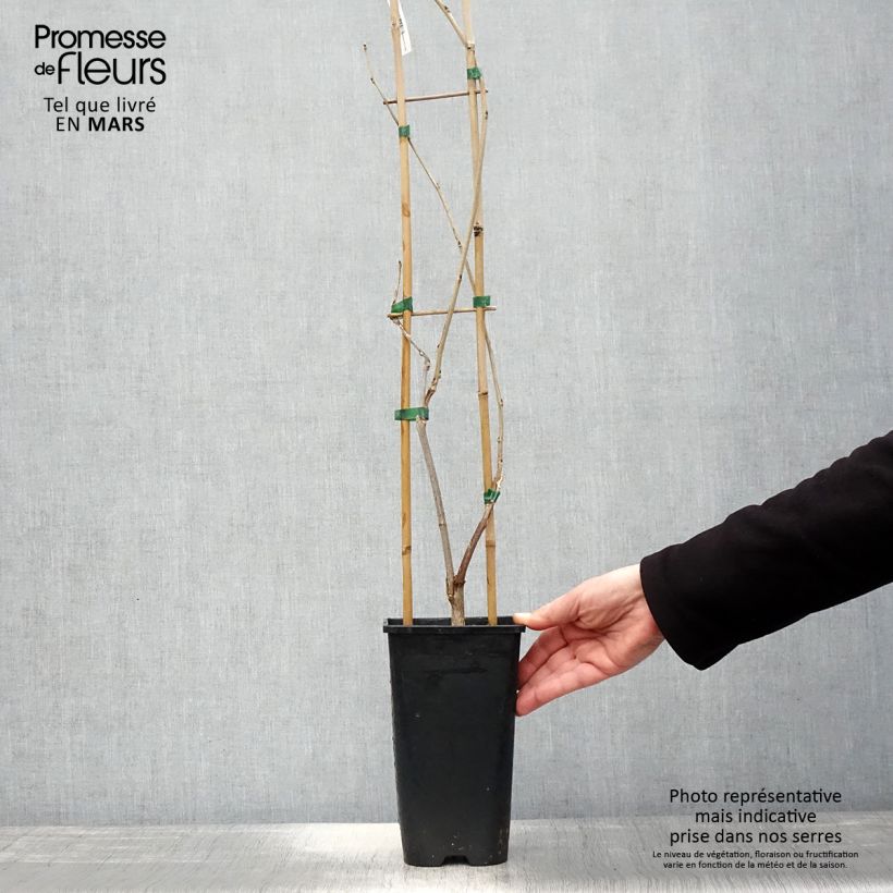 Wisteria venusta Rosea 2L/3L pot sample as delivered in spring