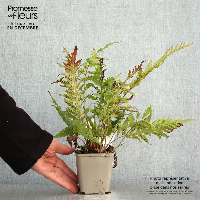 Woodwardia fimbriata  8/9 cm pot sample as delivered in autumn