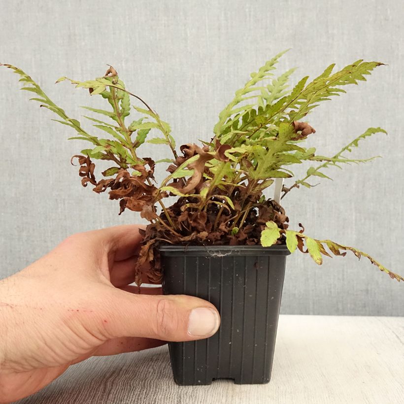 Woodwardia fimbriata  8/9 cm pot sample as delivered in spring