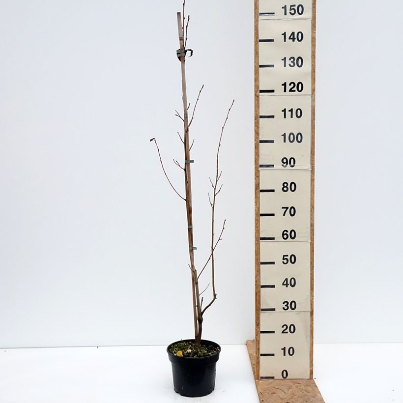 Amelasorbus jackii  4L/5L pot sample as delivered in autumn
