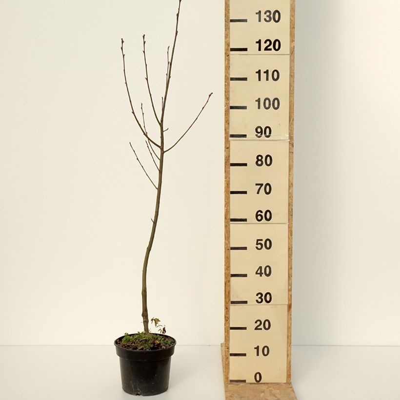 Amelasorbus jackii  4L/5L pot sample as delivered in winter