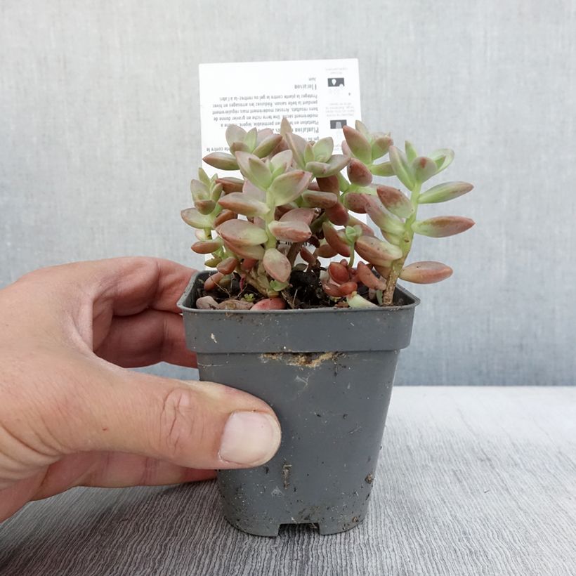 Graptosedum Bronze 8/9 cm pot sample as delivered in autumn
