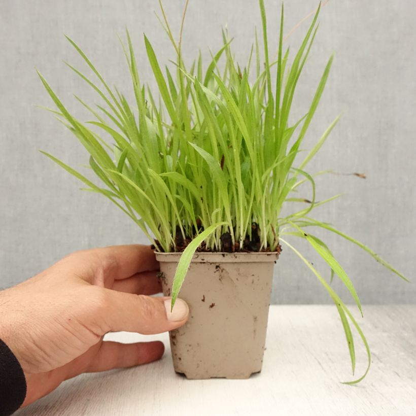 Rhodoxis Ria 8/9 cm pot sample as delivered in summer