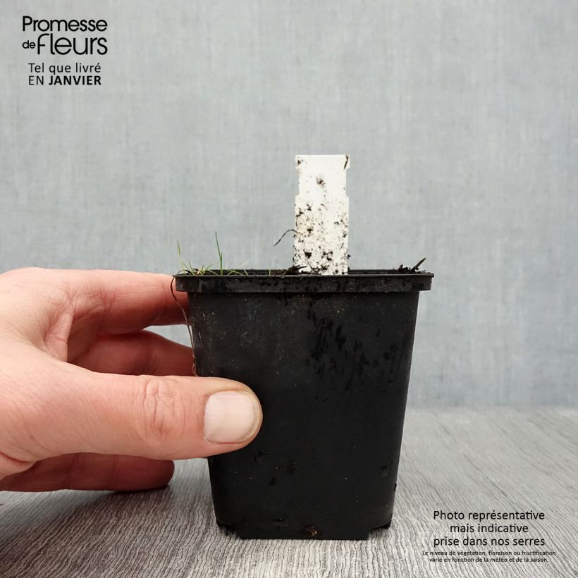 Rhodoxis Ria 8/9 cm pot sample as delivered in winter