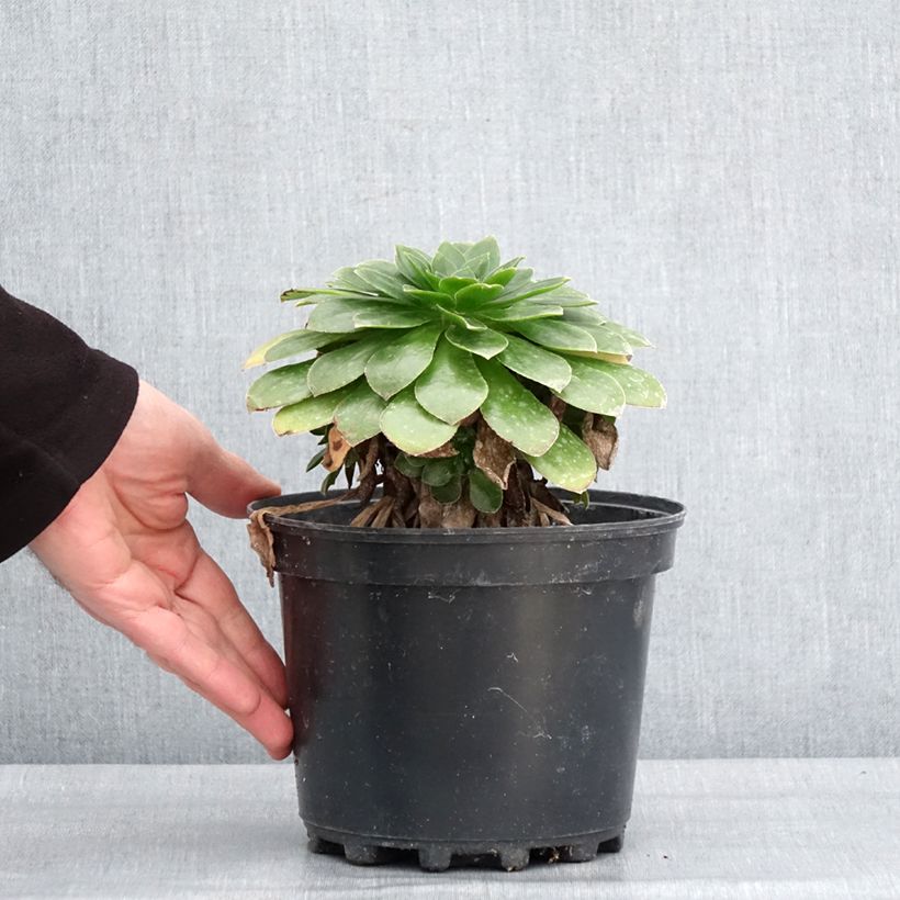 Semponium Diamond 2L/3L pot sample as delivered in winter