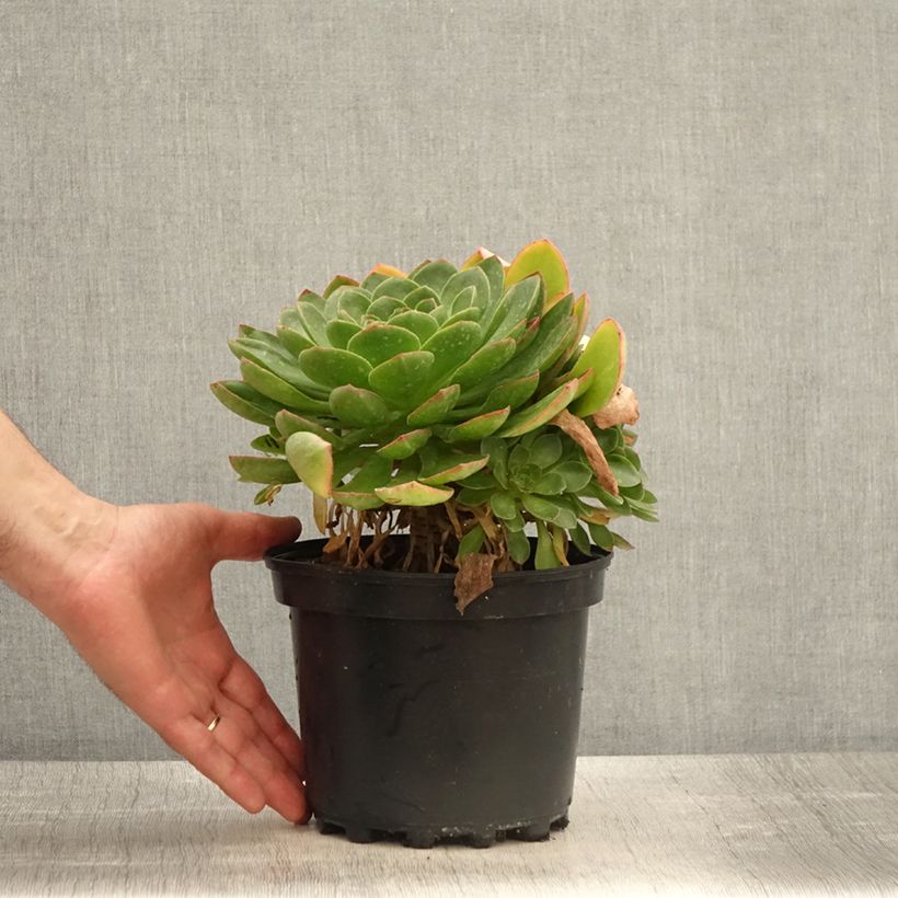 Semponium Diamond 2L/3L pot sample as delivered in spring