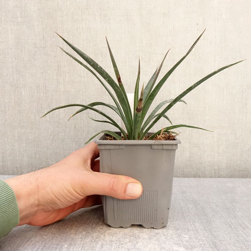 Yucca aloifolia Variegata - Spanish bayonet 1L/1.5L pot sample as delivered in winter