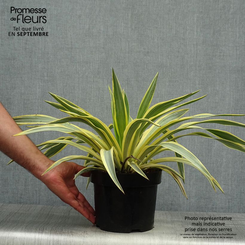 Yucca Bright Star - Variegated Yucca 2L/3L pot sample as delivered in autumn