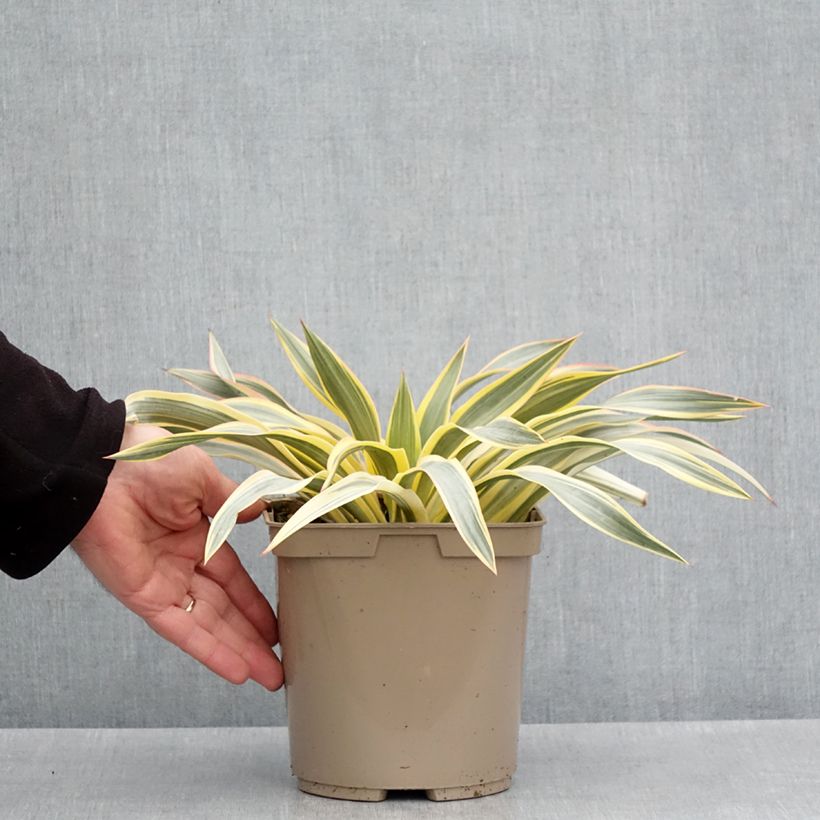 Yucca Bright Star - Variegated Yucca 2L/3L pot sample as delivered in spring