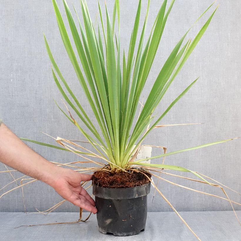 Yucca filamentosa Bright Edge 2L/3L pot sample as delivered in summer