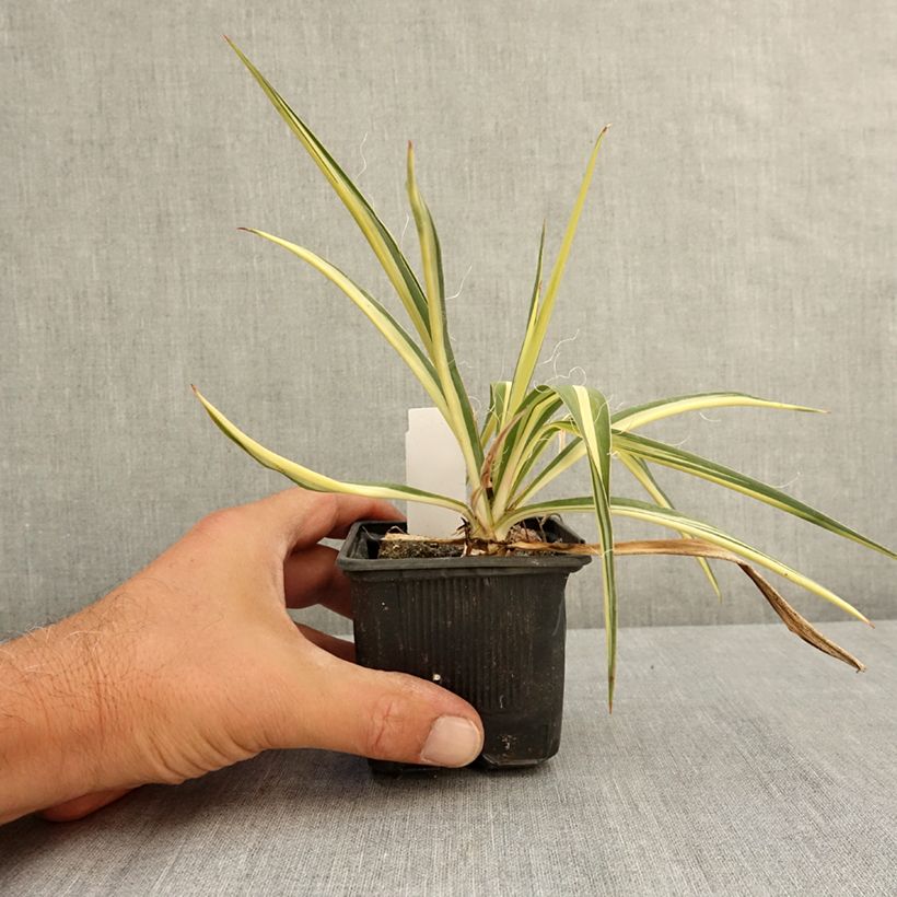 Yucca filamentosa Color Guard 8/9 cm pot sample as delivered in summer