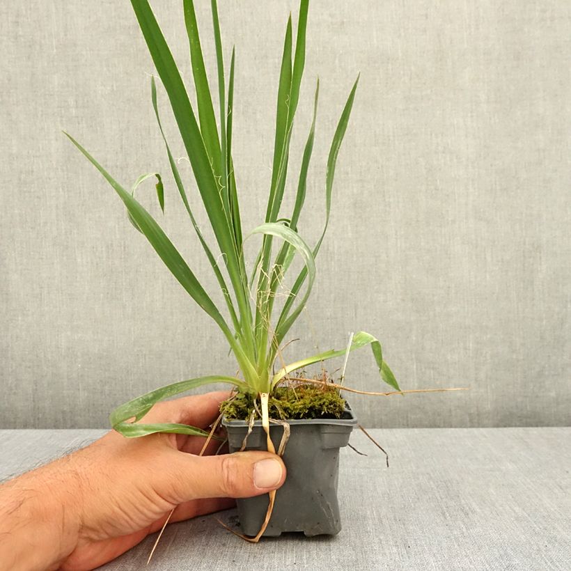 Yucca filamentosa 8/9 cm pot sample as delivered in summer