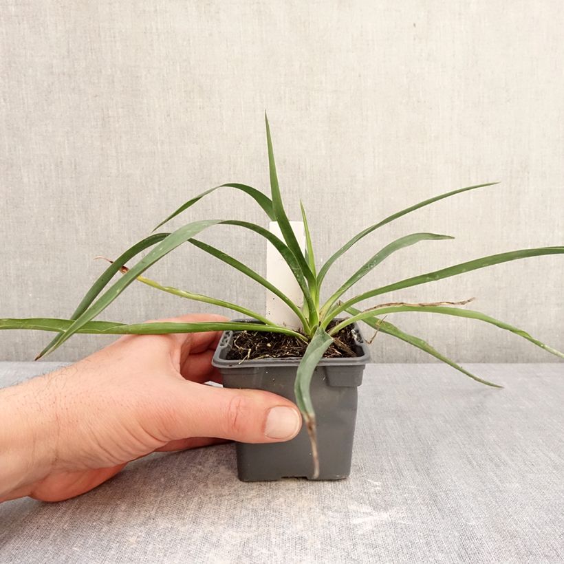 Yucca filamentosa 8/9 cm pot sample as delivered in winter