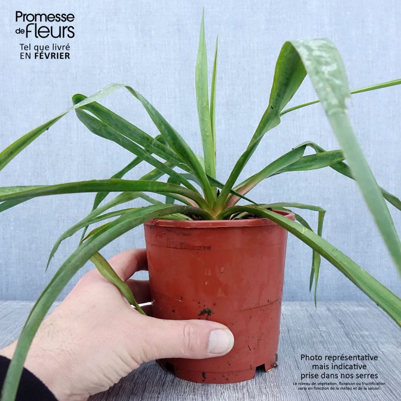Yucca filamentosa 1L/1.5L pot sample as delivered in winter