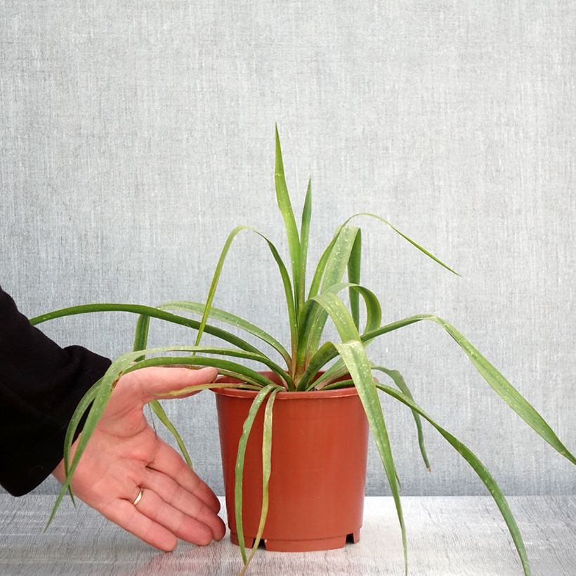 Yucca filamentosa 1L/1.5L pot sample as delivered in spring