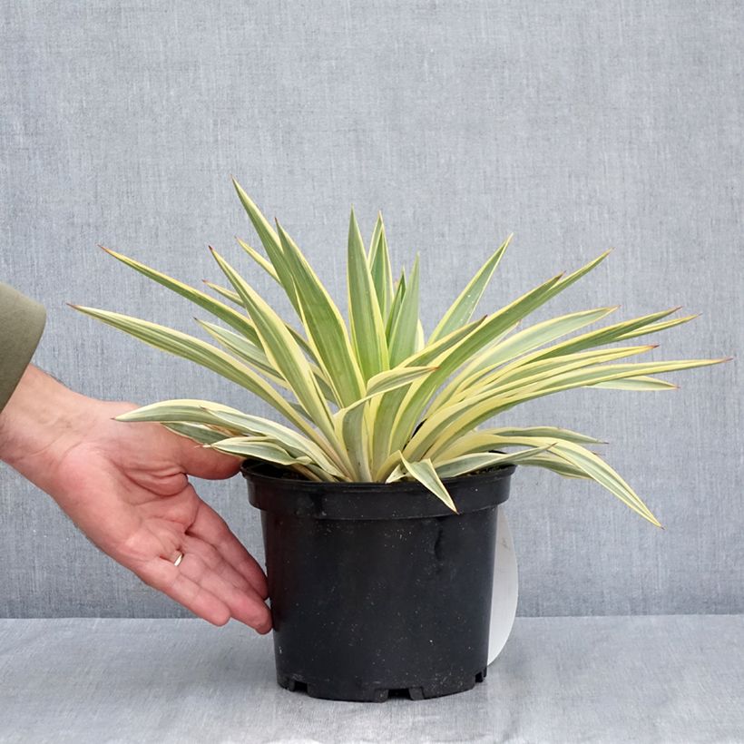 Yucca gloriosa Citrus Twist 2L/3L pot sample as delivered in summer