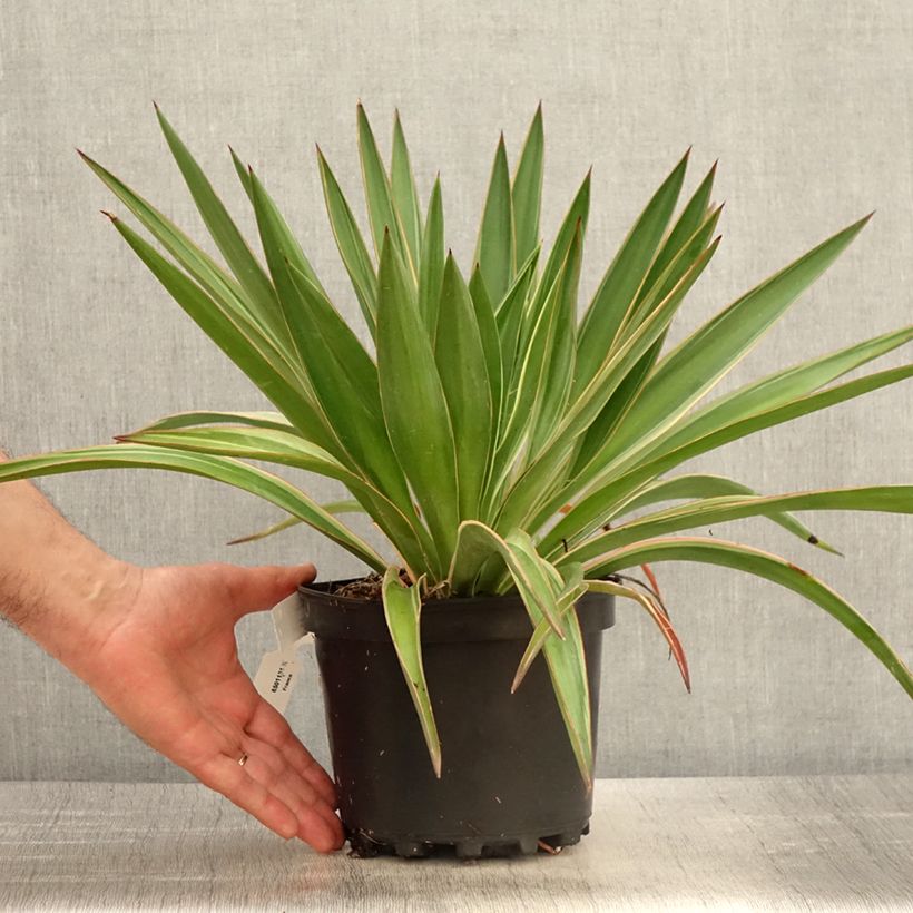 Yucca gloriosa Variegata - Spanish Dagger 2L/3L pot sample as delivered in spring