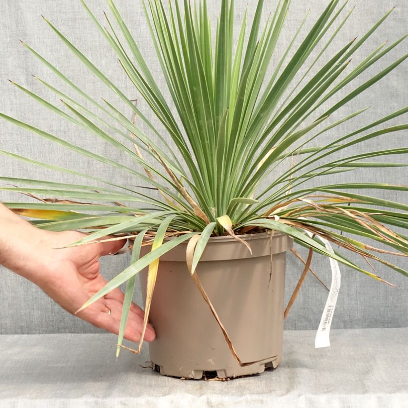 Yucca gloriosa var. tristis x recurvifolia Katana® -  Spanish Dagger 4L/5L pot sample as delivered in summer