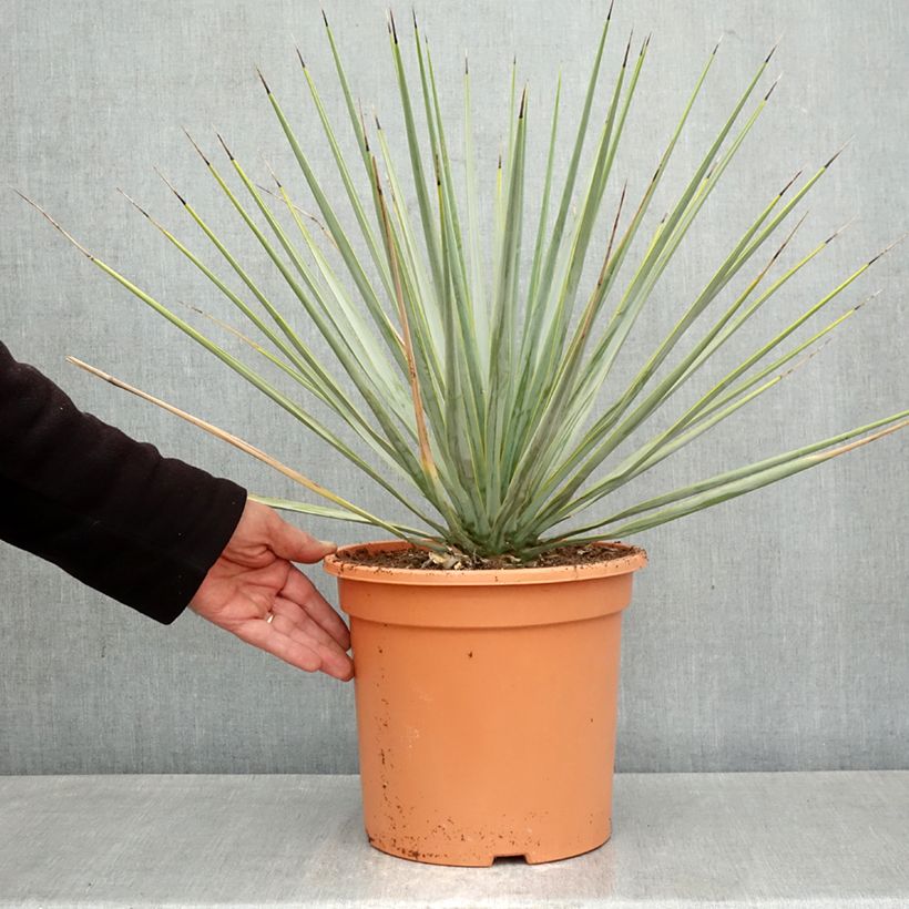 Yucca rigida 7.5L/10L pot sample as delivered in spring