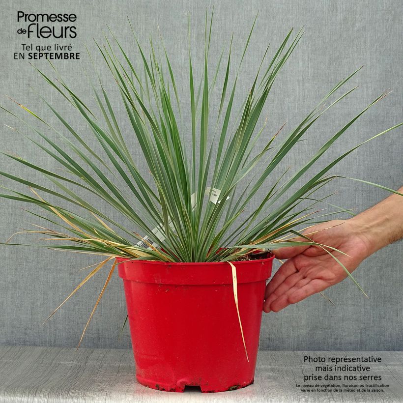 Yucca rostrata 4L/5L pot sample as delivered in autumn