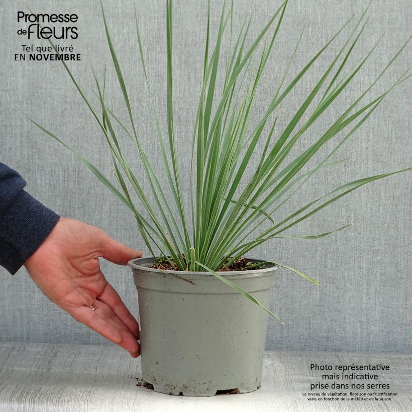 Yucca rostrata Sapphire Skies 3L/4L pot sample as delivered in autumn