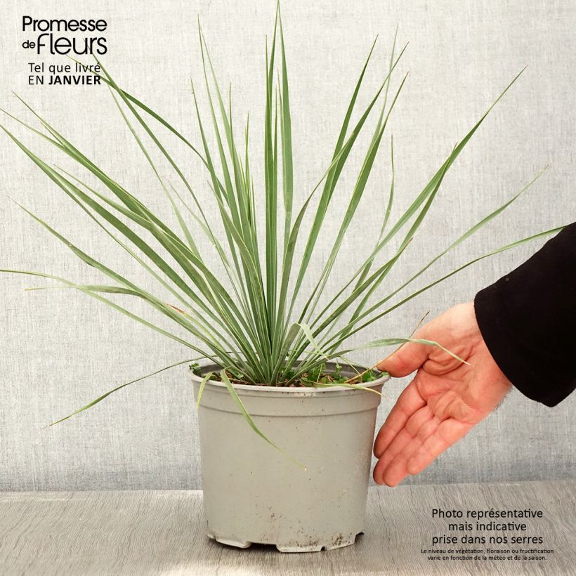 Yucca rostrata Sapphire Skies 3L/4L pot sample as delivered in winter