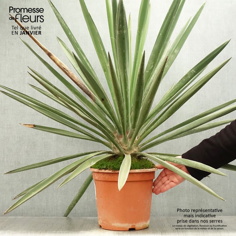 Yucca torreyi 7.5L/10L pot sample as delivered in winter
