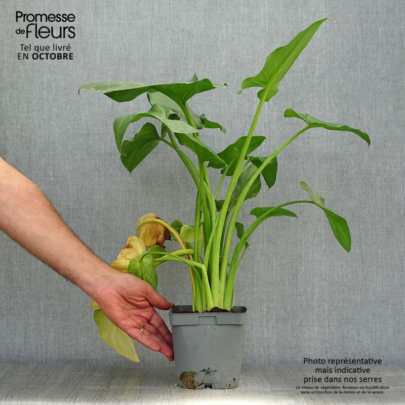 Zantedeschia aethiopica Pink Flamingo - Arum-lily 2L/3L pot sample as delivered in autumn