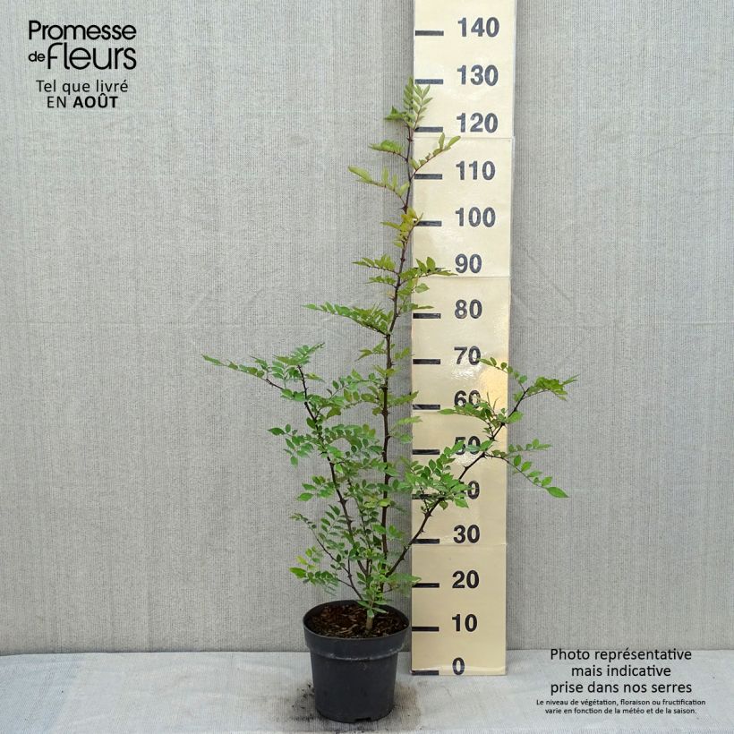 Zanthoxylum americanum 4L/5L pot sample as delivered in summer