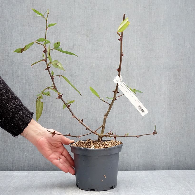 Zanthoxylum armatum  - Winged Prickly Ash 3L/4L pot sample as delivered in winter