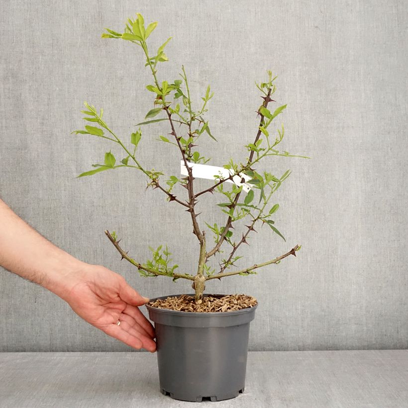 Zanthoxylum armatum  - Winged Prickly Ash 3L/4L pot sample as delivered in spring