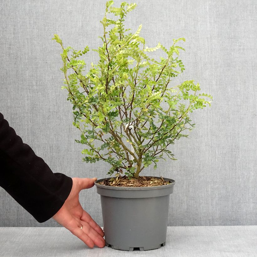 Zanthoxylum beecheyanum  3L/4L pot sample as delivered in winter