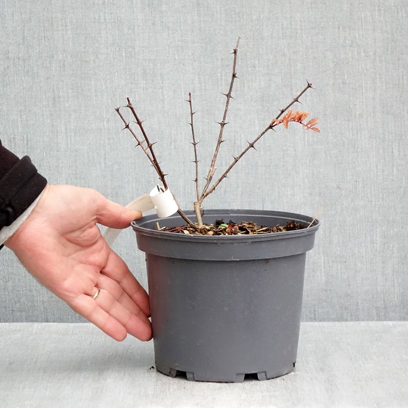 Zanthoxylum piperitum Black Magic 2L/3L pot sample as delivered in autumn