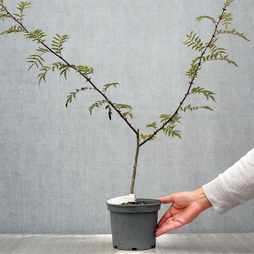 Zanthoxylum schinifolium 3L/4L pot sample as delivered in summer