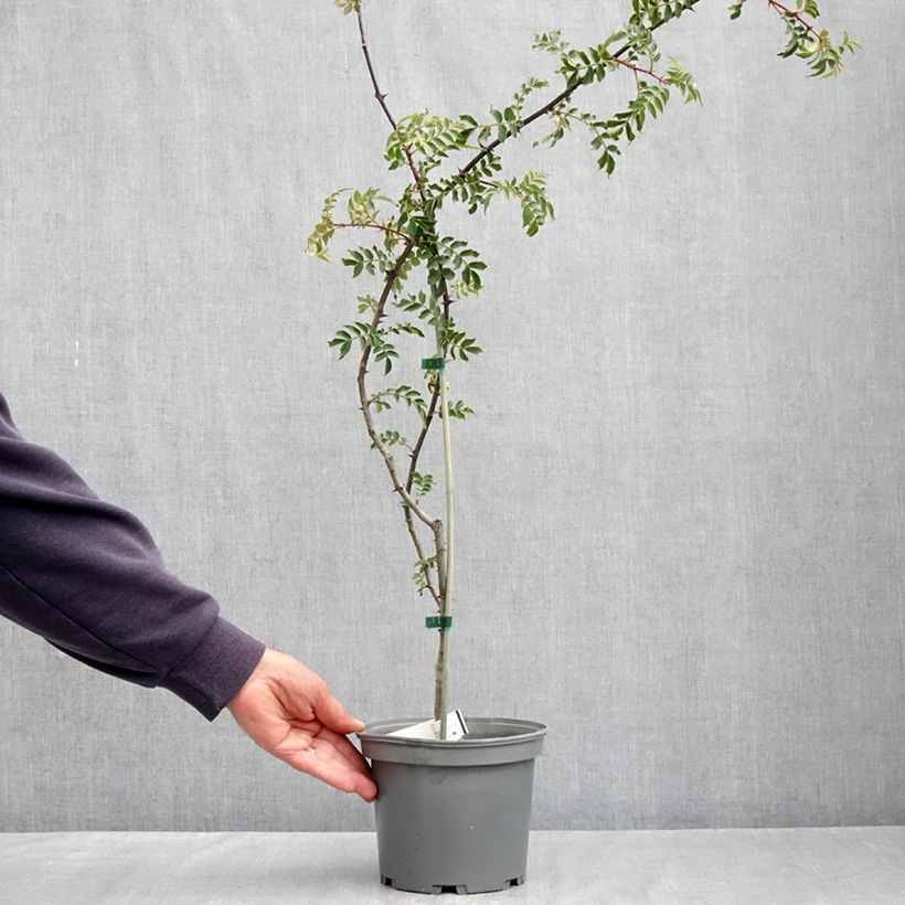 Zanthoxylum schinifolium 3L/4L pot sample as delivered in spring