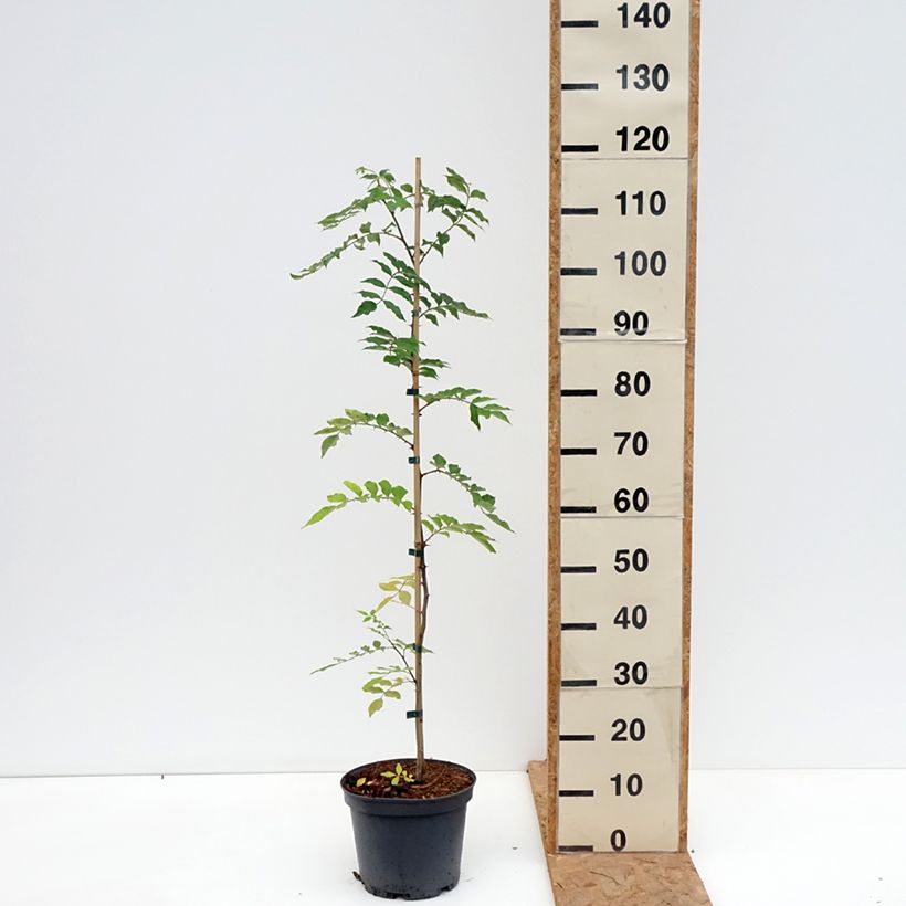 Zanthoxylum simulans 4L/5L pot sample as delivered in autumn