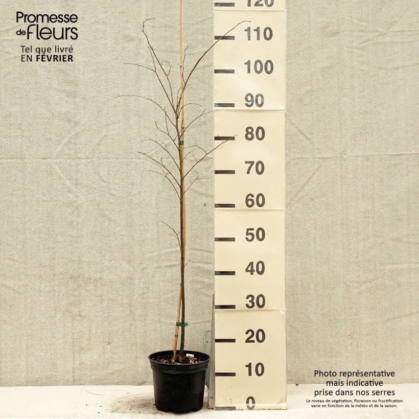 Zelkova serrata 3L/4L pot sample as delivered in winter