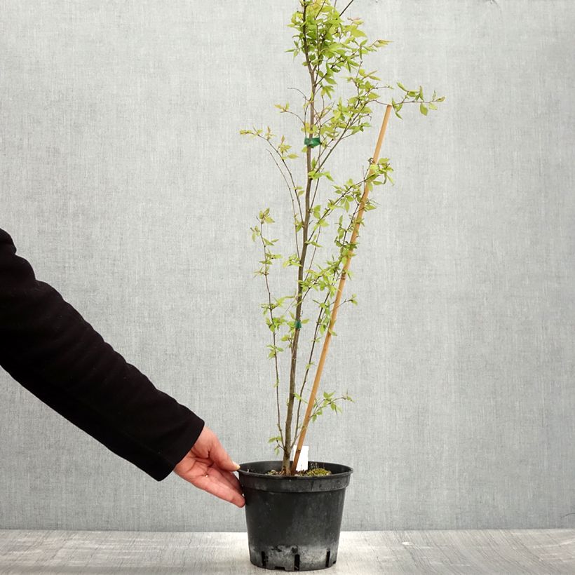 Zelkova serrata 3L/4L pot sample as delivered in spring