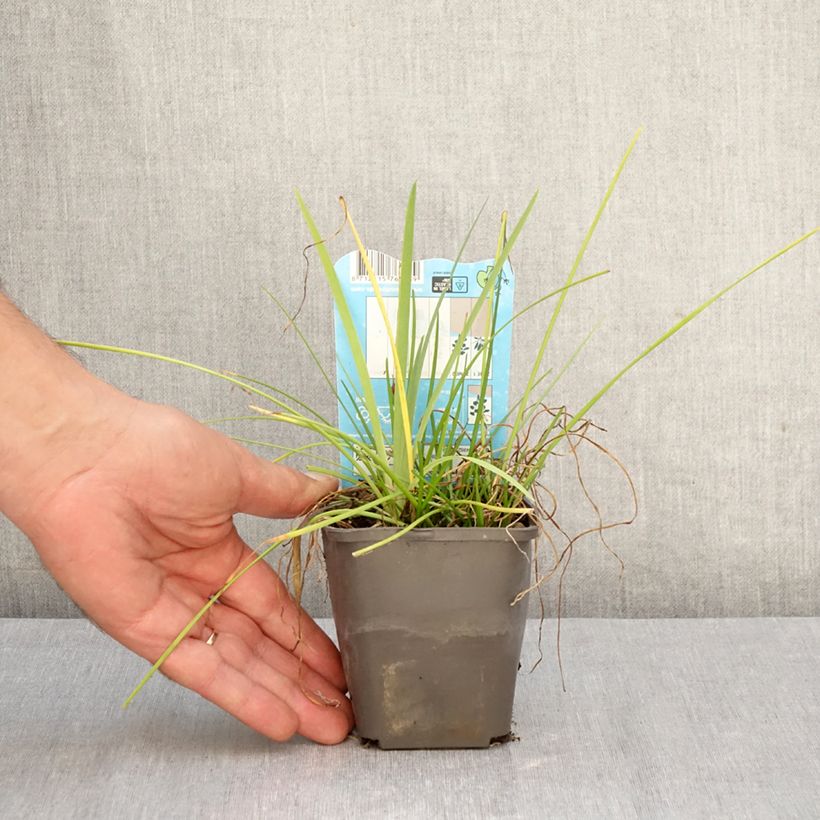 Zephyranthes candida 8/9 cm pot size I sample as delivered in autumn