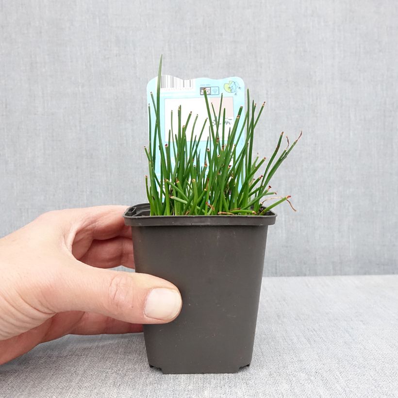 Zephyranthes candida 8/9 cm pot size I sample as delivered in spring