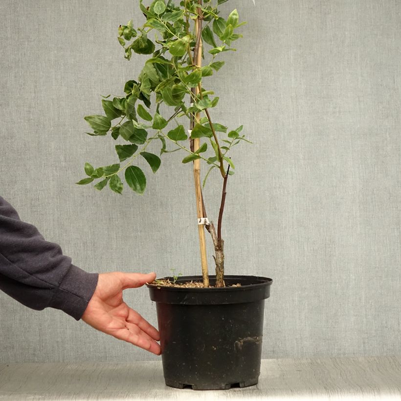 Ziziphus jujuba Li 2L/3L pot, Bush sample as delivered in summer