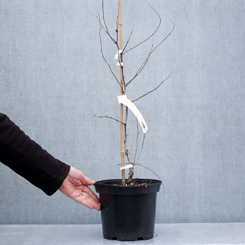 Ziziphus jujuba Li 2L/3L pot, Bush sample as delivered in spring