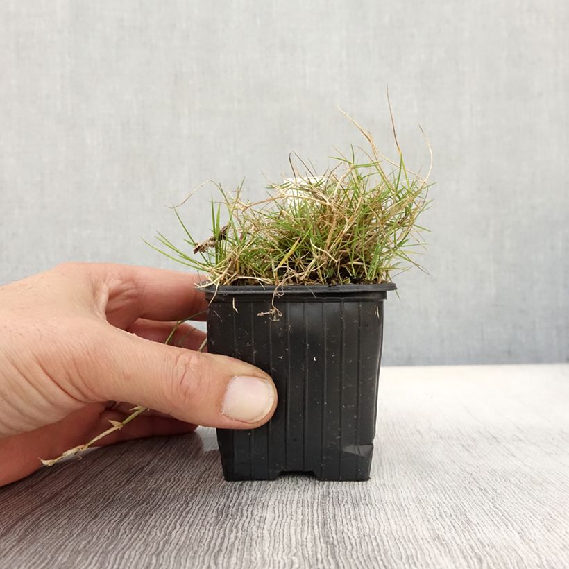 Zoysia tenuifolia 8/9 cm pot sample as delivered in autumn