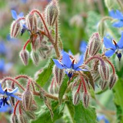 Borago officinalis - Blue Borage