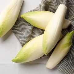 Witloof Chicory Normale Maraîchère