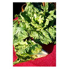 Escarole Cornet d'Anjou - Cichorium endivia var. latifolium