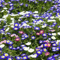 Dwarf Morning Glory Royal Ensign Seeds