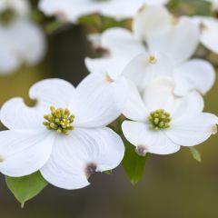 Flowering Dogwood - Cornus florida