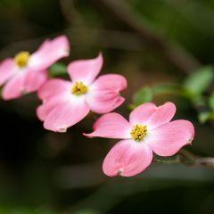 Cornus florida Rubra - Flowering Dogwood