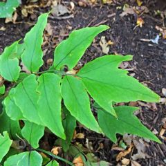 Cyrtomium fortunei - Evergreen fern
